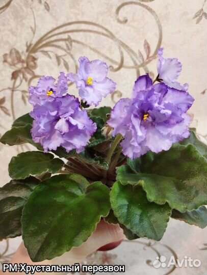 Фиалки листочками