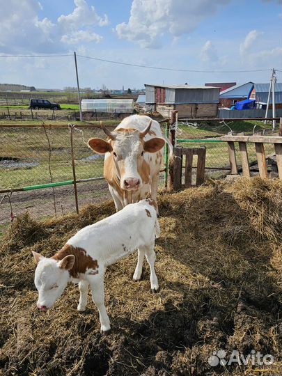 Продается корова первотелка вместе с теленком