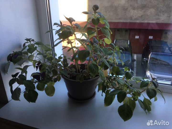 Бальзамин цветущий