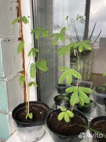 Мимоза стыдливая