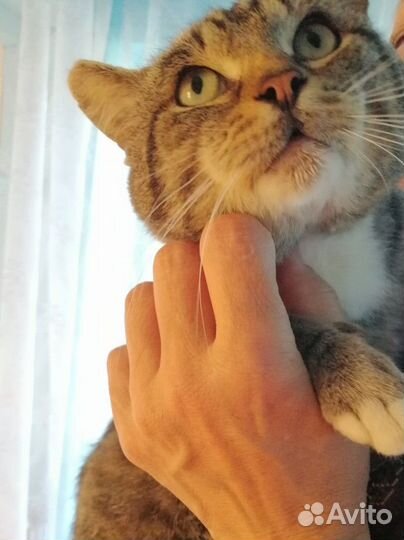 Кошка