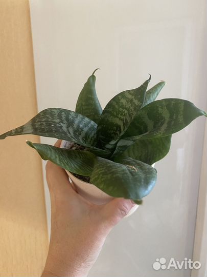 Продам сансевиерию
