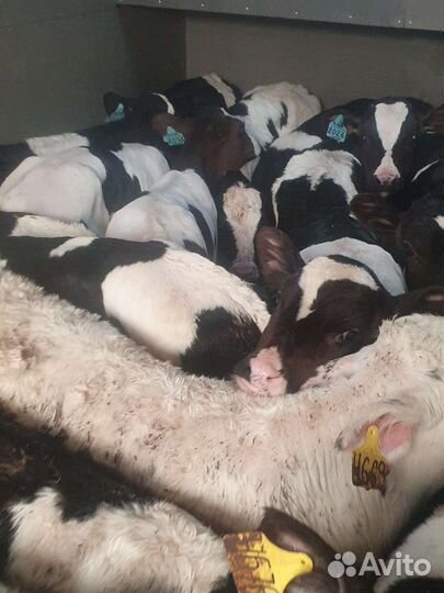 Телята бычки