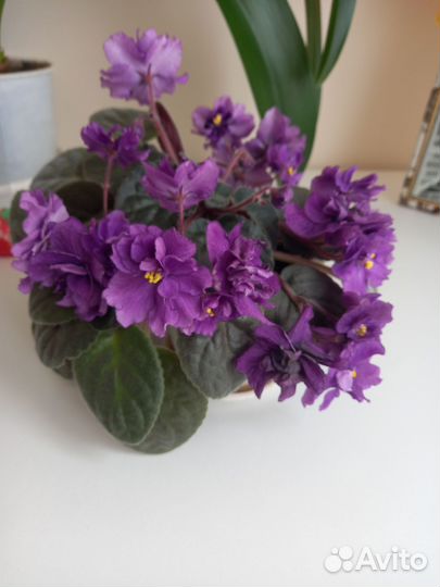 Фиалка в горшках