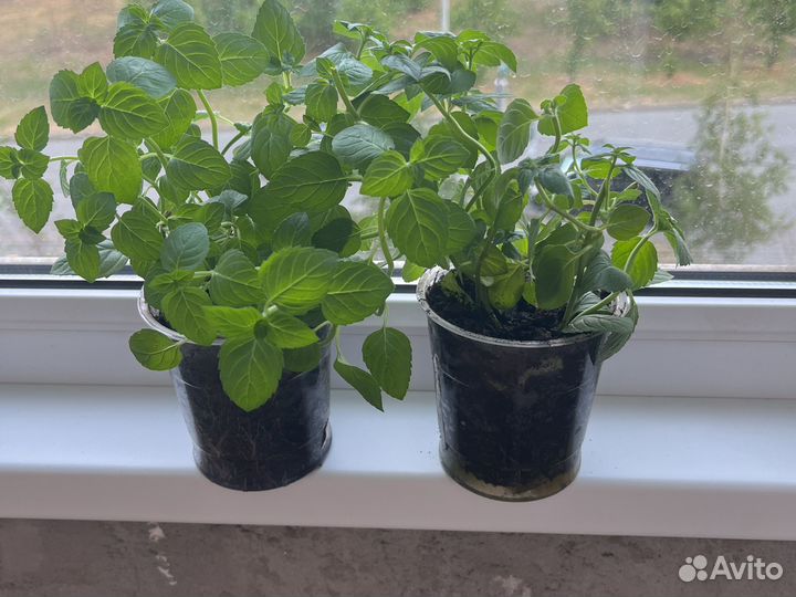 Смородиновая мята для дома