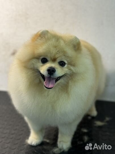 Груминг животных