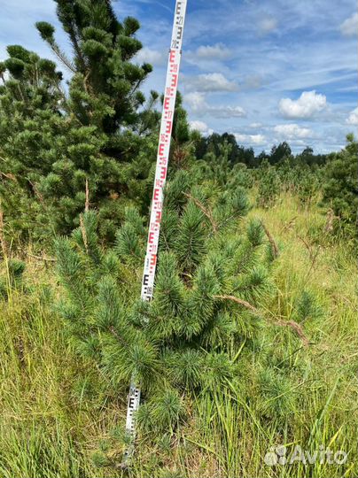 Сосна кедровая Сибирская / Кедр 200 см