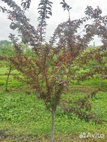 Слива краснолистная 2-2,5м