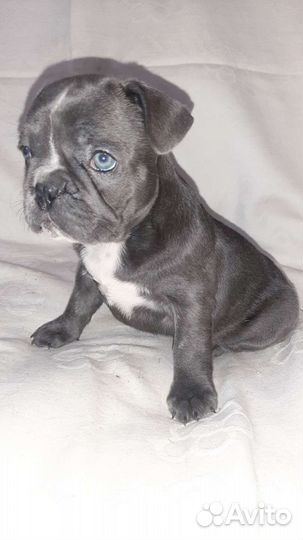 Щенки французского бульдога