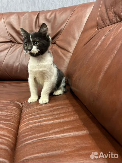 Ласковая малышка (котенок в добрые руки)