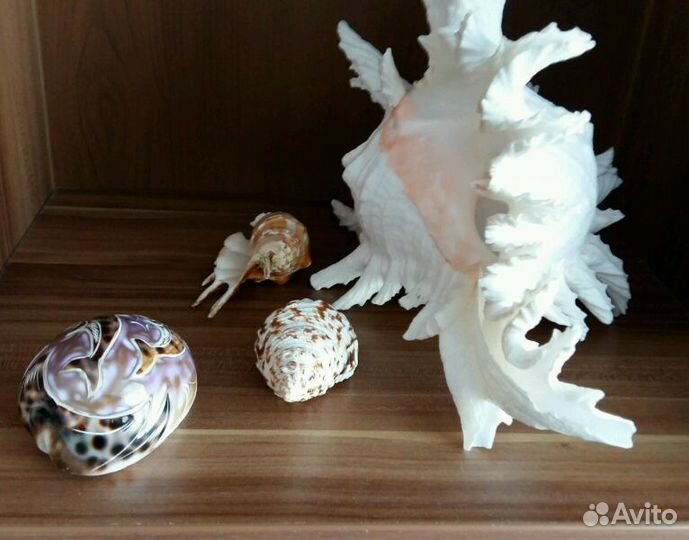 Ракушки морские