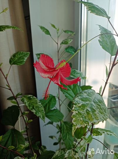 Гибискус