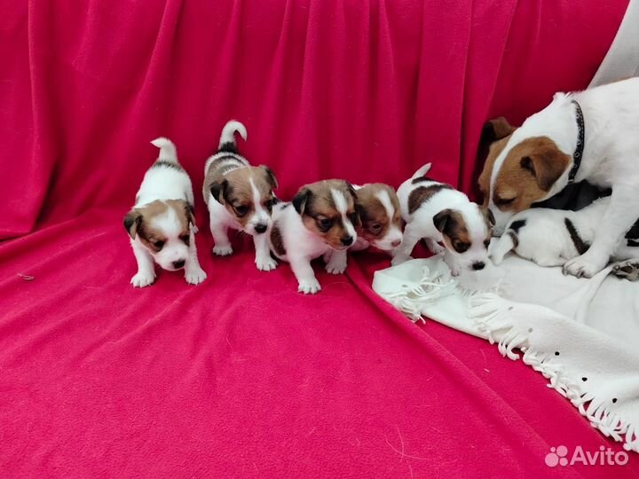 Собаки щенки