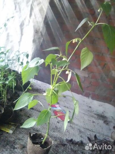 Огонек комнатный.цветет.доставка от 3 шт.беспл