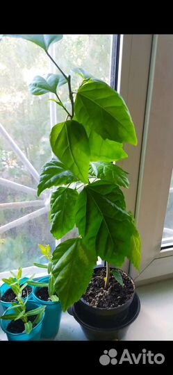 Гибискус (китайская роза) отводки