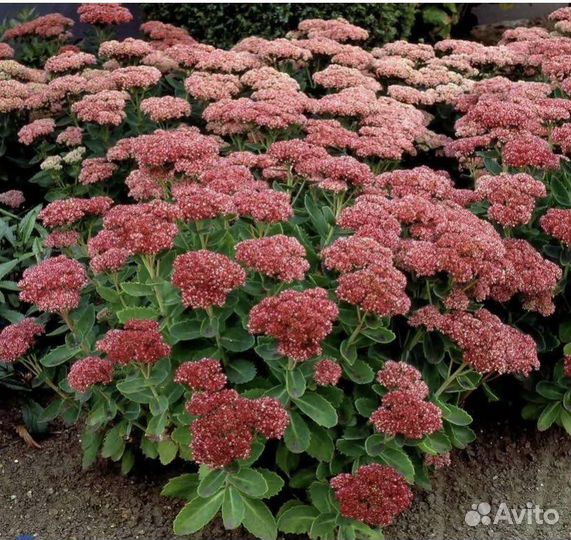 Садовые многолетние растения