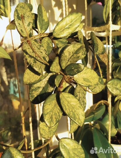 Хойя Карноза Вилбур Грейвс