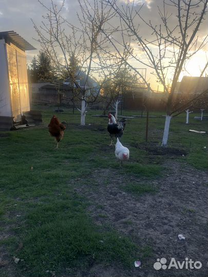Продажа петуха