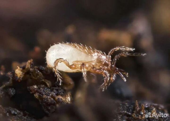 Кормовые насекомые