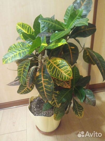 Кодиеум кротон