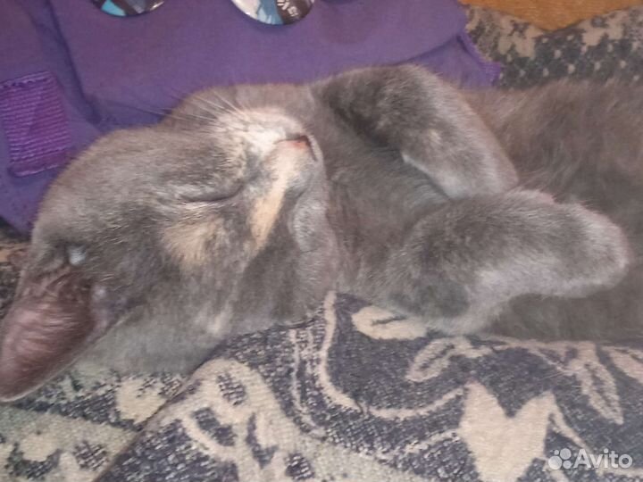 Котёнок девочка 6 месяцев