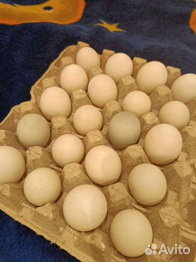 Инкубационное яйцо индийского бегунка,гусята линда