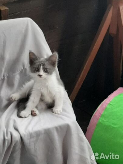 Котята в добрые руки бесплатно