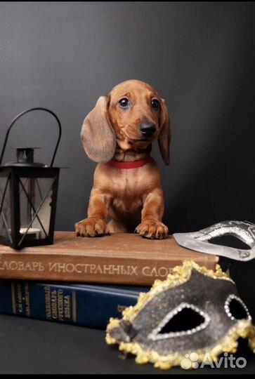 Щенки таксы стандарт