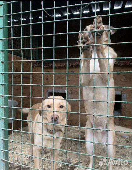 Помощь собачьему приюту