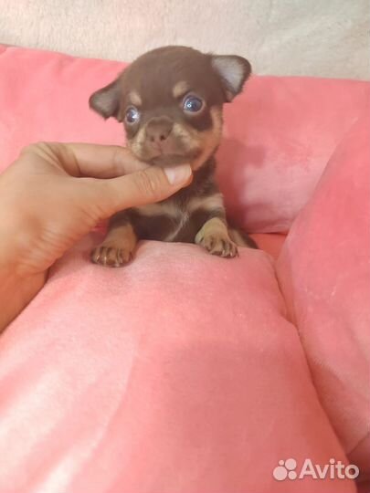 Щенки чихуахуа