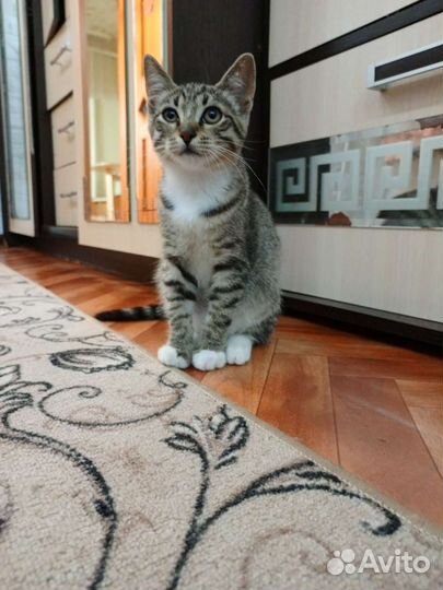 Котята короткошерстные