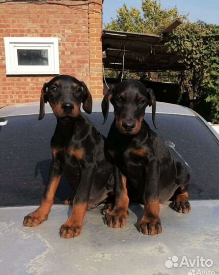 Щенки добермана