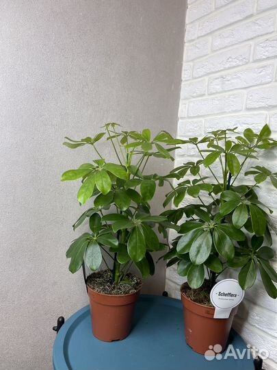 Комнатные цветы шефлера