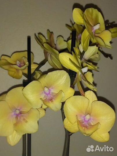 Орхидея фаленопсис