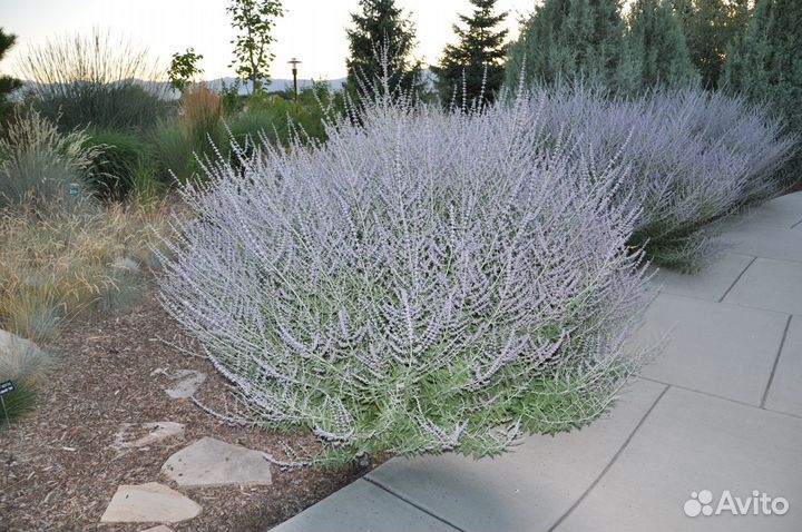 Бузина Годжи Сирень Лаванда Перовския