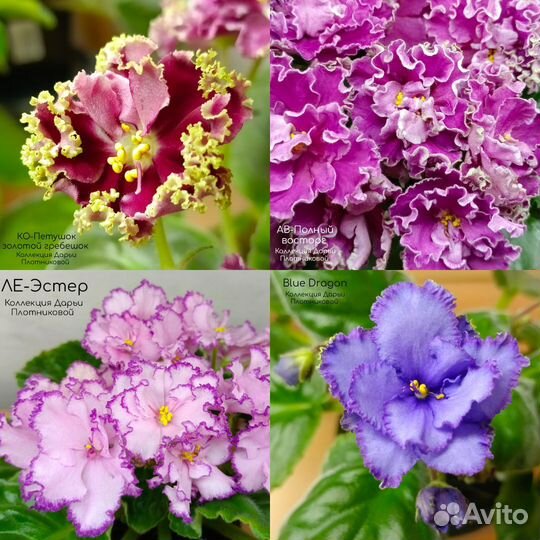 Фиалка. Укорененные черенки