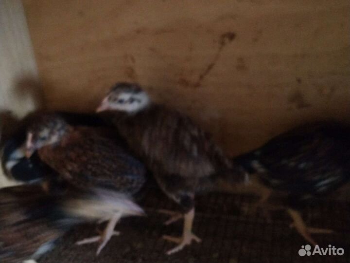 Цыплята корниш