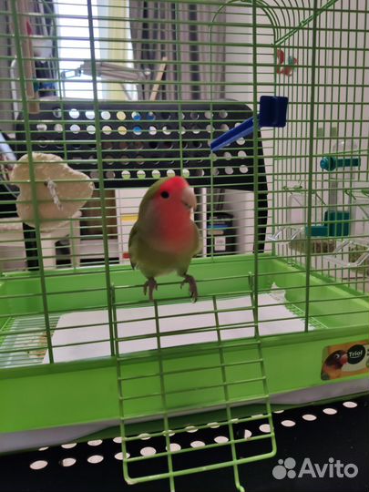 Продаю попугая