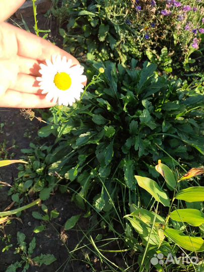 Пеларгония герань цветы