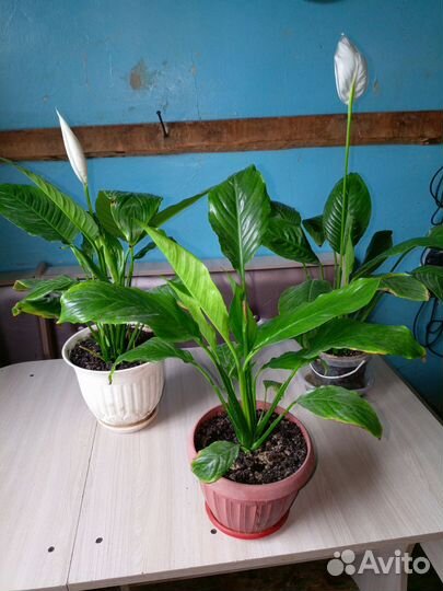 Спатифиллум и другие цветы