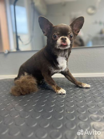 Талнах. Стрижка собак и кошек бесплатно