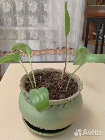 Цветок в керамическом горшке