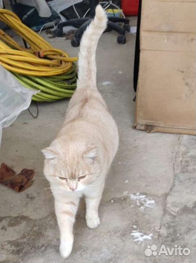 Кот метис шотландца