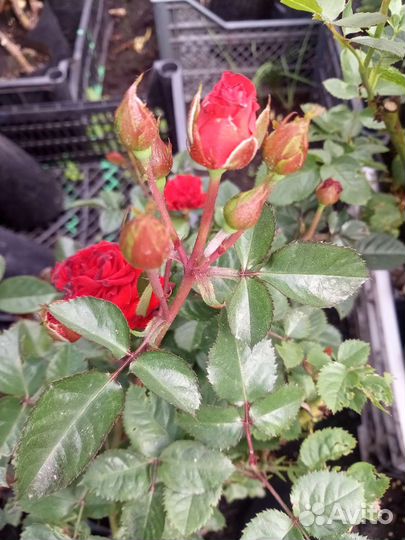 Розы неукрывные 2 летние