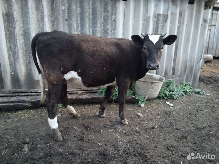 Телка 11 месяцев продаю