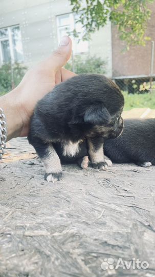 Отдам бесплатно щенки