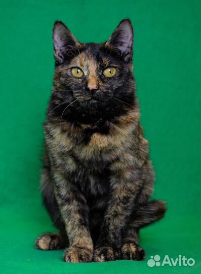 Трехцветная кошка 1 год в дар