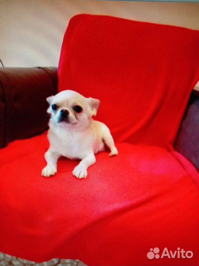 Девочка чихуахуа