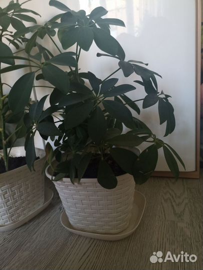 Шефлера 3 шт