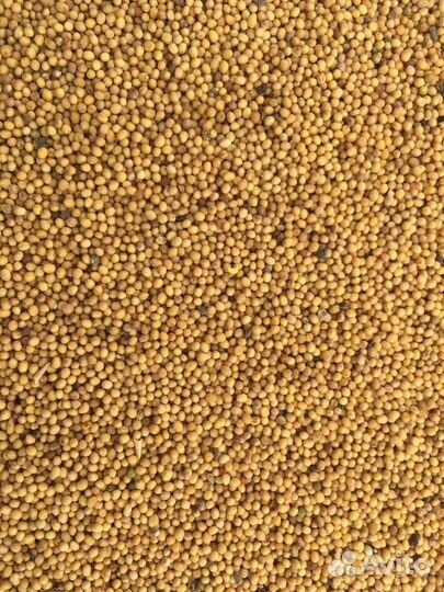 Горчица желтая семена